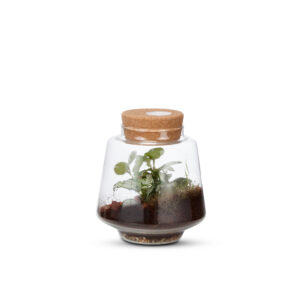 Terrarium Terra Verde