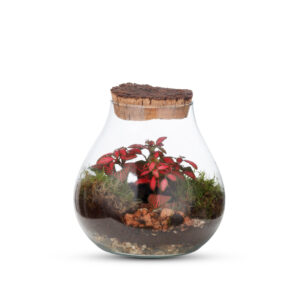 Terrarium Terra Vita
