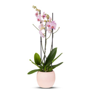 Ορχιδέα Phalaenopsis ροζ