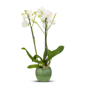 Ορχιδέα Phalaenopsis λευκή