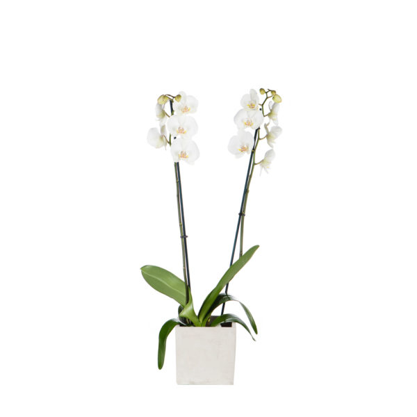 Ορχιδέα Phalaenopsis λευκή